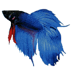 Betta Splendens - Ficha Tcnica